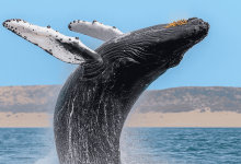 Photo of Океанские путешествия: за гранью горизонта