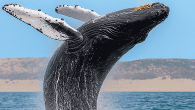 Photo of Океанские путешествия: за гранью горизонта