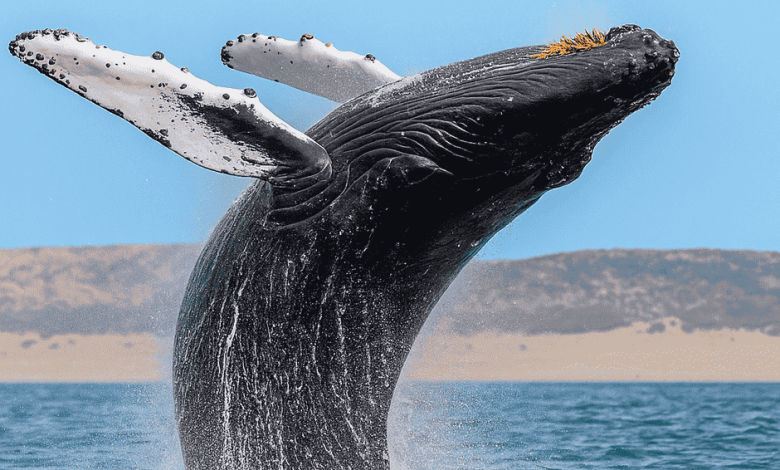 Photo of Океанские путешествия: за гранью горизонта