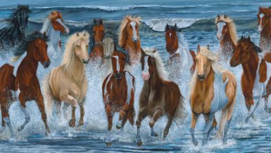 Photo of Океанские истории: удивительные приключения