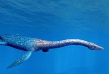 Photo of Океанские гиганты: кто они?