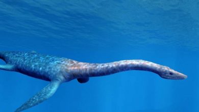 Photo of Океанские гиганты: кто они?