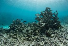 Photo of Удивительный мир коралловых рифов