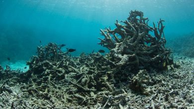 Photo of Удивительный мир коралловых рифов