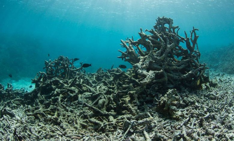 Photo of Удивительный мир коралловых рифов