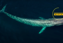 Photo of Морские жители: кто правит океаном?