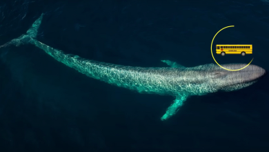 Photo of Морские жители: кто правит океаном?