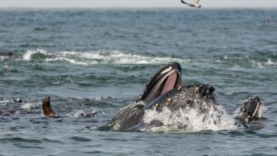 Photo of Океанские хищники и их жертвы