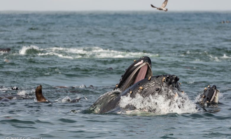 Photo of Океанские хищники и их жертвы