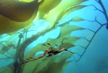 Photo of Путешествие в мир океана