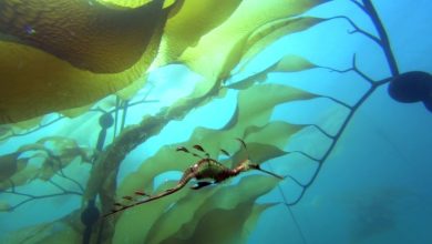 Photo of Путешествие в мир океана