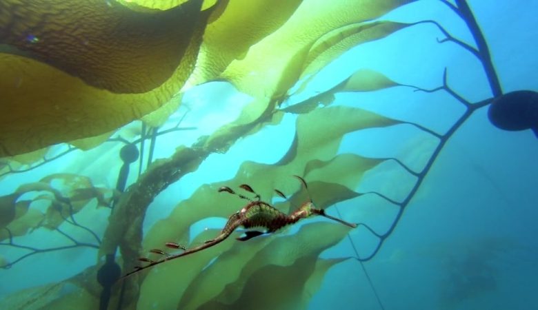 Photo of Путешествие в мир океана