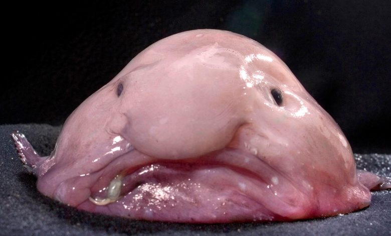 Photo of Океанские жители: кто они?