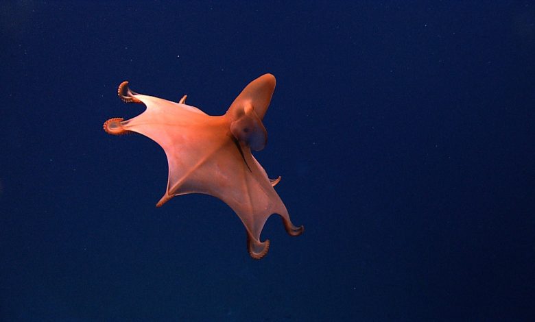 Photo of Легендарные обитатели морского дна