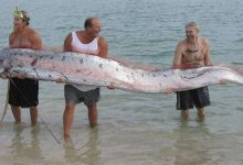 Photo of Океанские короли: кто правит водами?