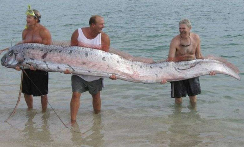 Photo of Океанские короли: кто правит водами?